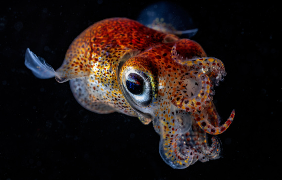 Cuttlefish sepiola bicornata