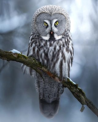 The bearded owl